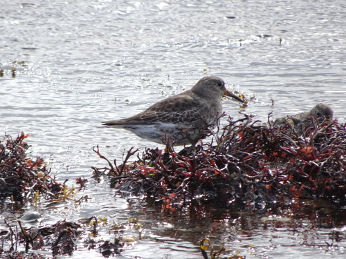 Correlimos oscuro (Calidris maritima)