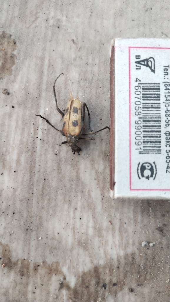 Pachyta quadrimaculata