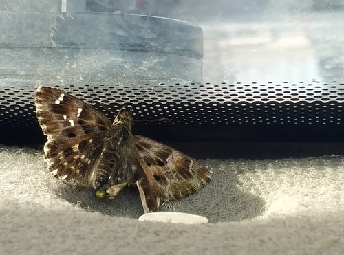 Mallow Skipper