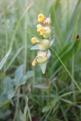 Rhinanthus minor