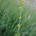 Wirtgen's Bedstraw - Photo (c) boromir, some rights reserved (CC BY-NC), uploaded by boromir