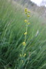 Wirtgen's Bedstraw - Photo (c) boromir, some rights reserved (CC BY-NC), uploaded by boromir