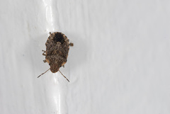 Sciocoris sideritidis