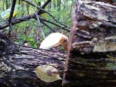 Fungi