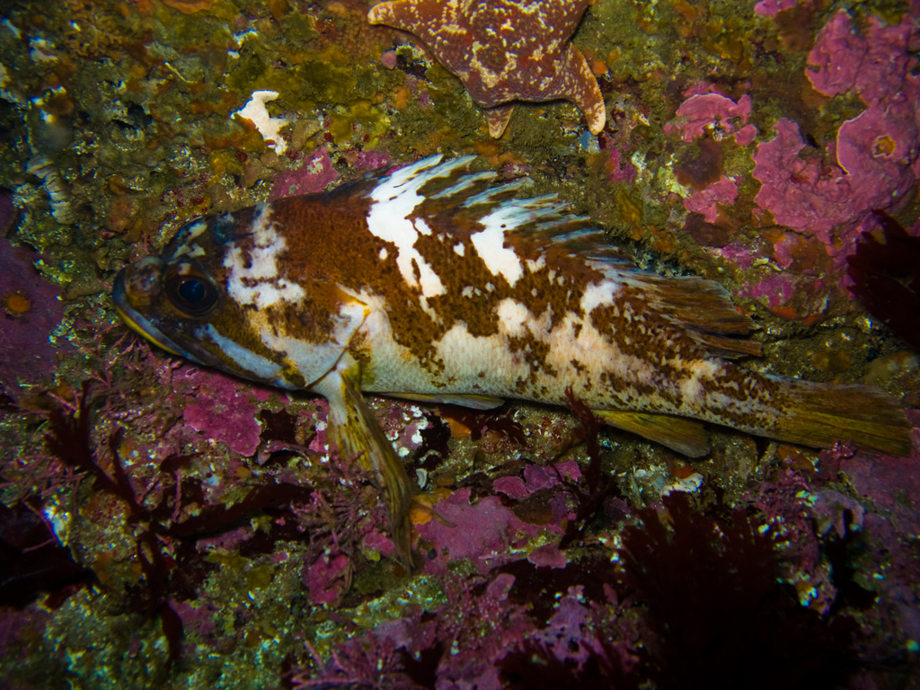 Gopher Rockfish (Saltwater Fish of California) · iNaturalist