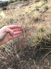 Eriogonum leptocladon