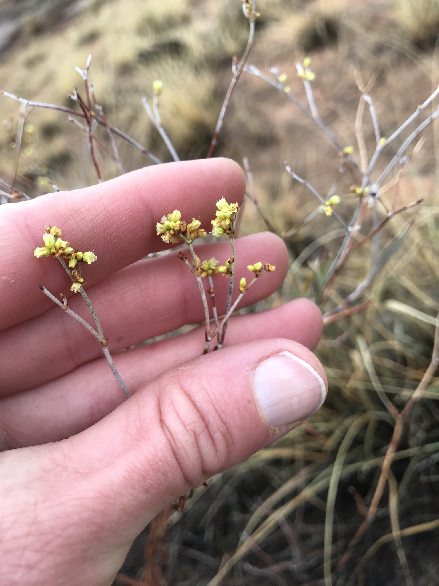 Eriogonum leptocladon