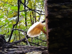 Fungi