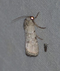 Sympistis sectiloides