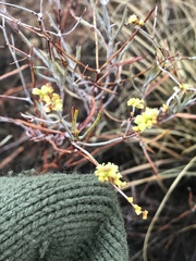 Eriogonum leptocladon