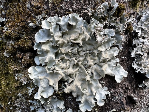 Parmotrema tinctorum