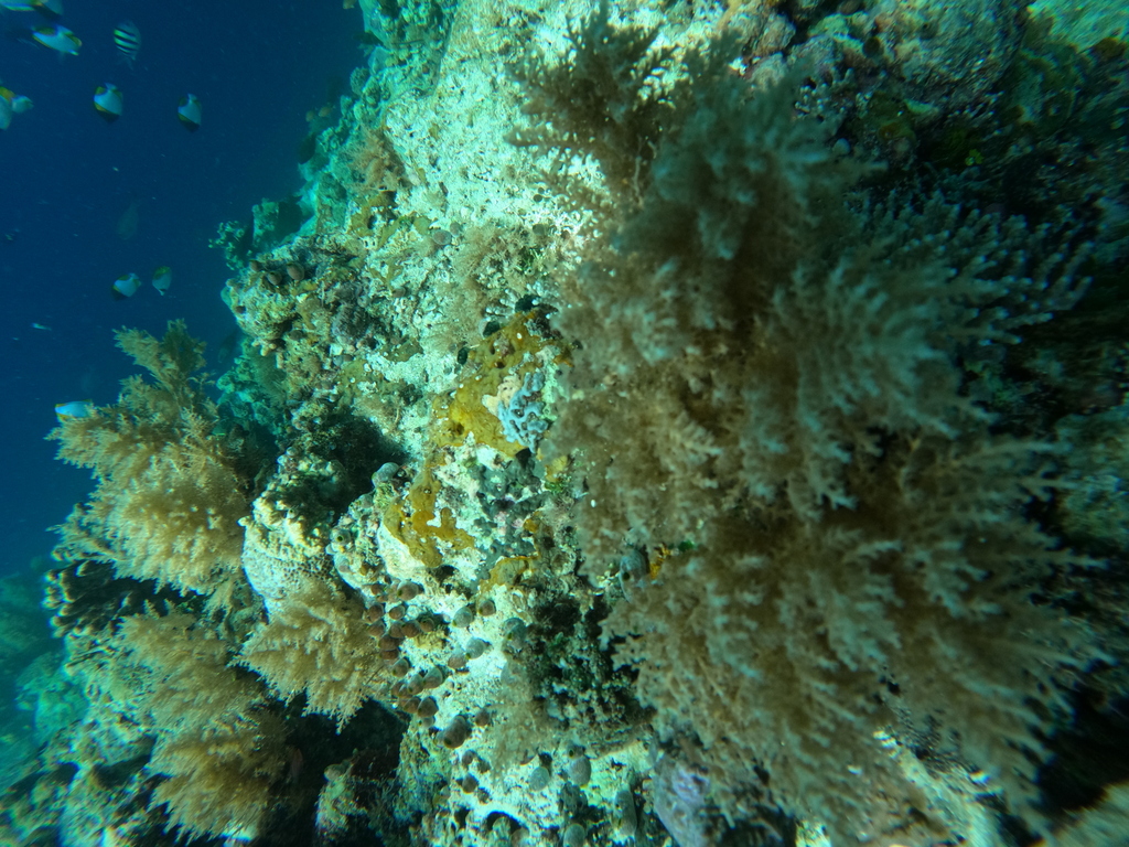 Coelogorgia palmosa