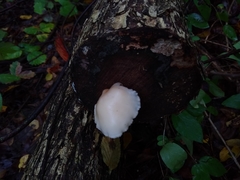 Fungi