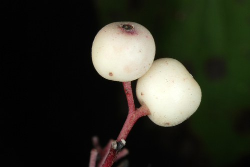 Cornus drummondii