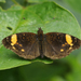 Mariposa Lunita de Bosque - Photo (c) Roger Rittmaster, algunos derechos reservados (CC BY-NC), subido por Roger Rittmaster
