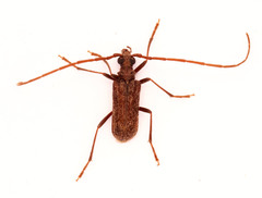 Afroartelida teunisseni