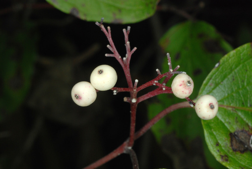 Cornus drummondii