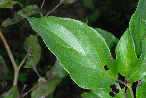 Cornus drummondii