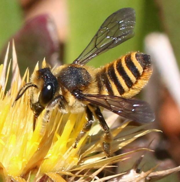 Megachile melanopyga