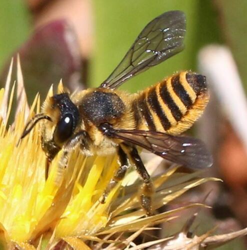 Megachile melanopyga
