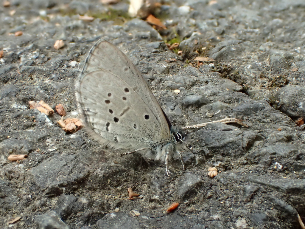 Celastrina sugitanii