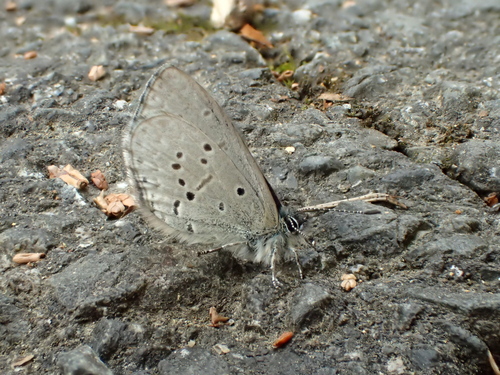 Celastrina sugitanii