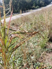 Heteropogon