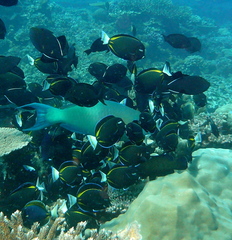 Acanthurus nigricans