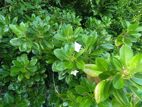 Rur (Bikkia palauensis)