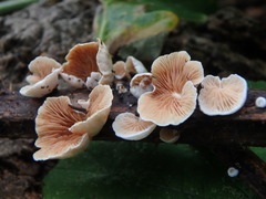 Fungi
