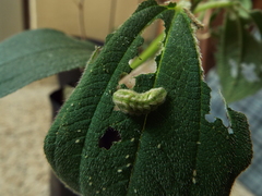 Callophrys
