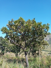 Image of Faurea rochetiana