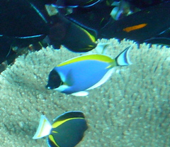 Acanthurus leucosternon