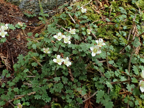 Image of Chrysosplenium Album (Chrysosplenium album) by no rights reserved