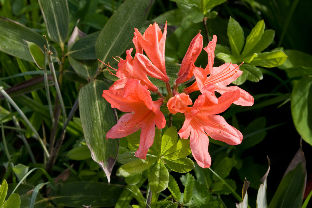 Azalea japonesa