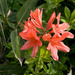 Japanese Azalea - Photo (c) Σ64, some rights reserved (CC BY)