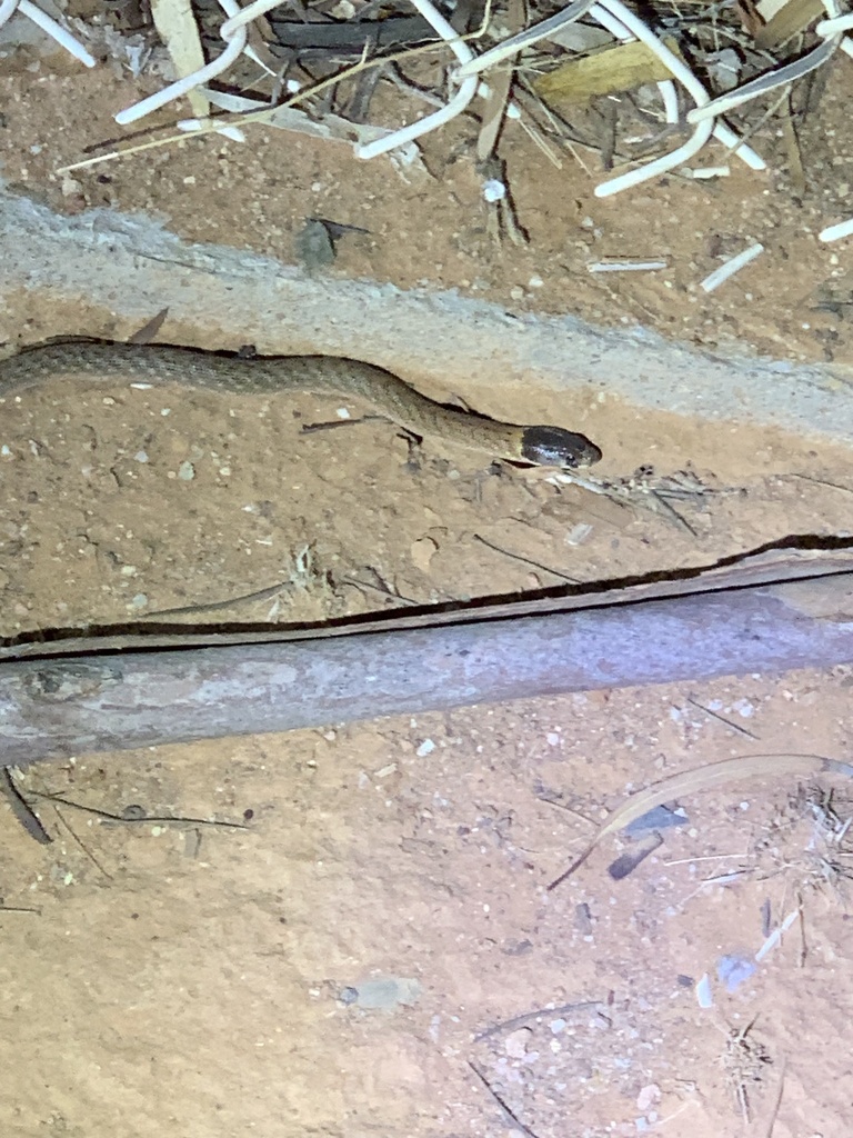 Eastern Scaly-foot