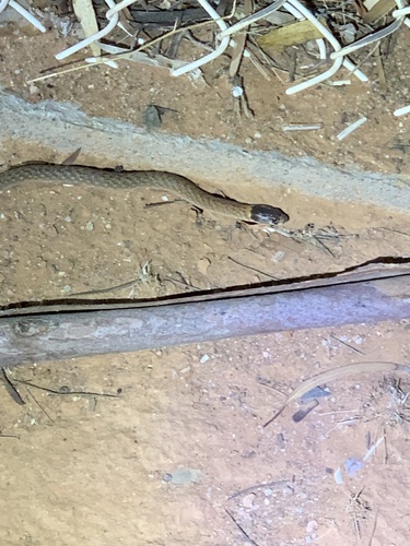 Eastern Scaly-foot