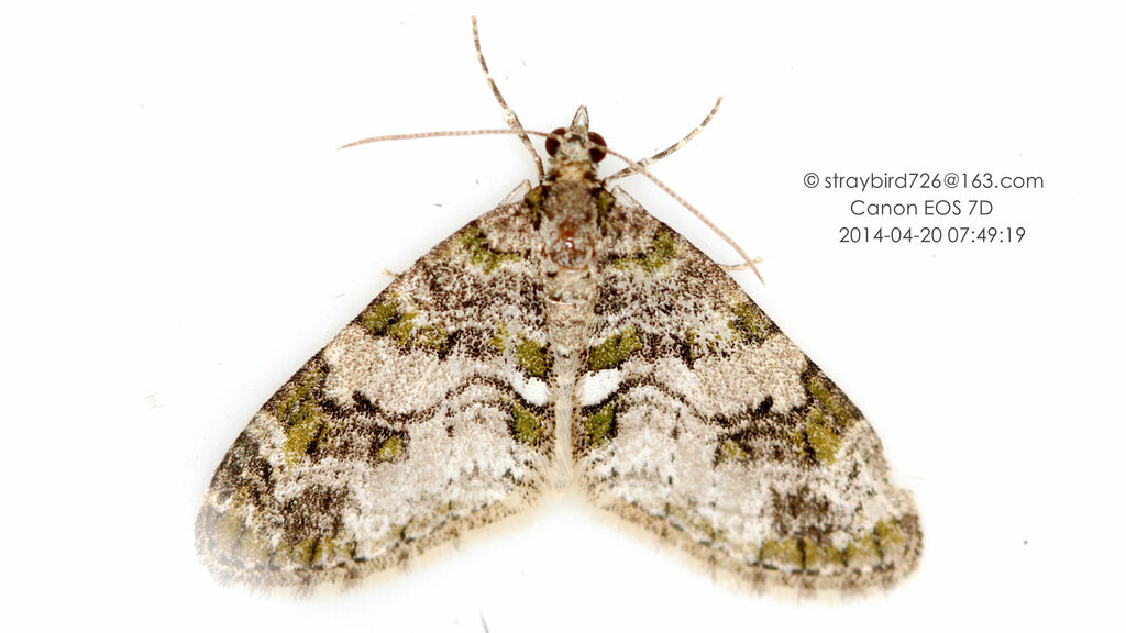 Pseudacasis