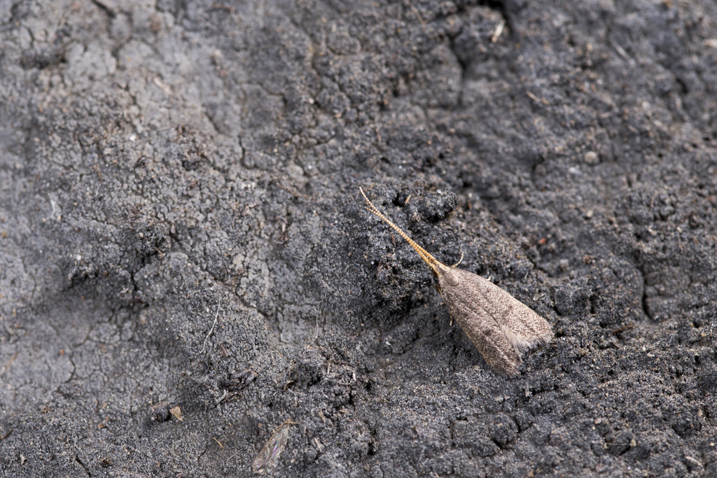 Lecithocera shanpinensis