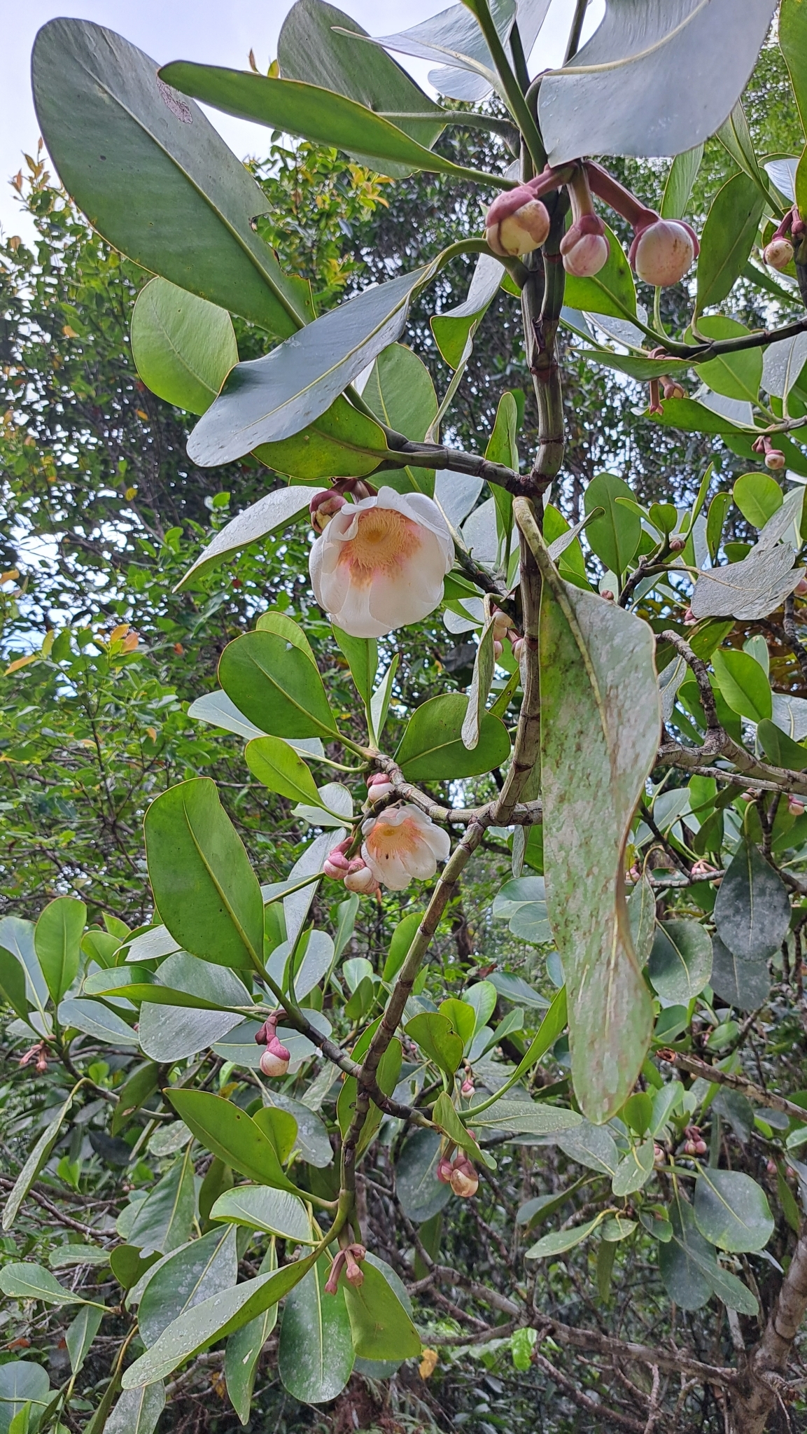 Abaneiro