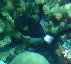 Melichthys vidua
