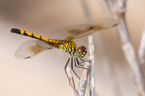 Seaside Dragonlet
