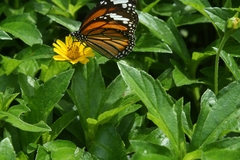 Danaus genutia