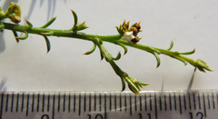 Thesium repandum