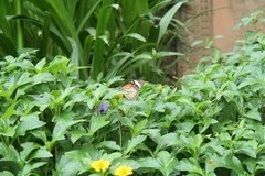 Danaus genutia