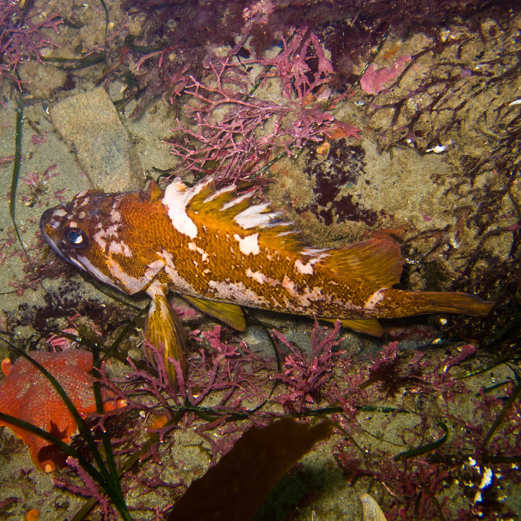 Gopher Rockfish