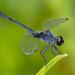 Seaside Dragonlet - Photo (c) Greg Lasley, some rights reserved (CC BY-NC), uploaded by Greg Lasley