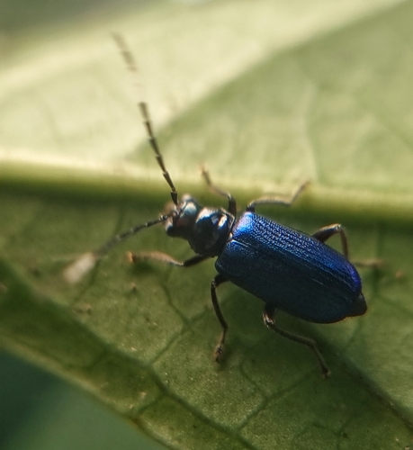 Theopea lunduensis observed 2023-01-19