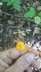 Cantharellus minor